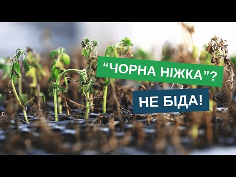 Видео: Чорна ніжка: як врятувати розсаду і не втратити врожай?