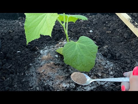 Видео: Высаживаю ОГУРЦЫ и защищаю сразу от вредителей!