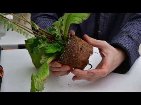 Видео: Смачиваемость субстрата. Самая распространенная ошибка при поливе пересушенного субстрата.