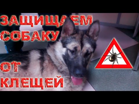 Видео: Как защитить собаку от клещей / Кинология / Зоопсихология