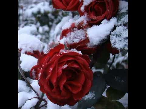 Видео: ТЫ МНЕ НУЖНА  - НОВИНКА!