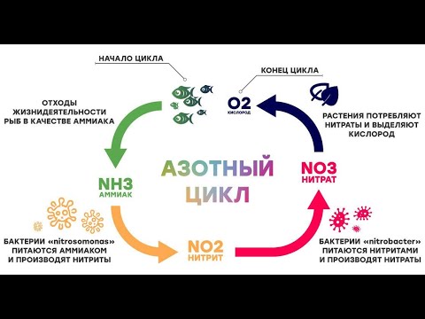 Видео: Азотный цикл в природе и аквариуме. Бактерии решают всё. Просто и доступно.