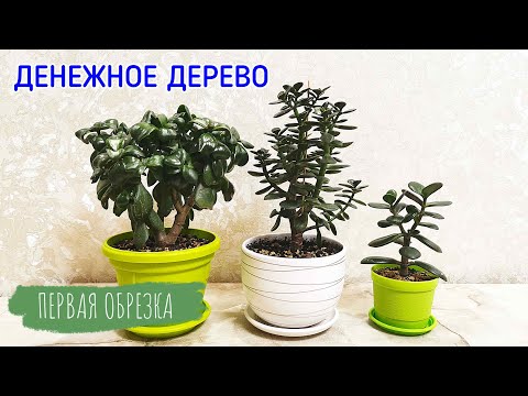 Видео: Первая обрезка денежного дерева (толстянки).