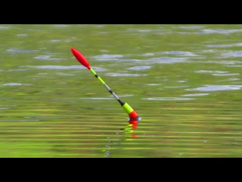 Видео: НОВЕ МІСЦЕ РОЗДАЄ ВЕЛЕТНІВ🐟  РИБАЛКА на ПОПЛАВОК