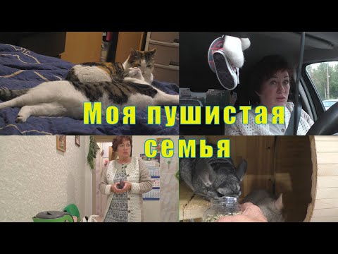Видео: МОЯ ПУШИСТАЯ СЕМЬЯ / КАК ДЕЛА У ЛЕНОЧКИ И САШИ / 04 и 05 и 06  сентября 2025