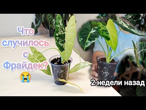 Видео: СПАСЕНИЕ АЛОКАЗИИ ФРАЙДЕК😩Нарастила много корней в кокосовом субстрате и за ночь опустила листья🫣