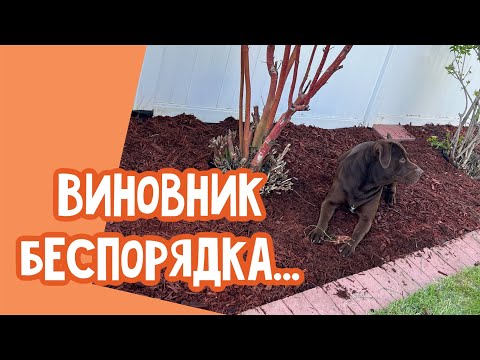 Видео: Уборка в саду.. Розы от сестры..Примерка обуви…Дешево - Сердито ‼️