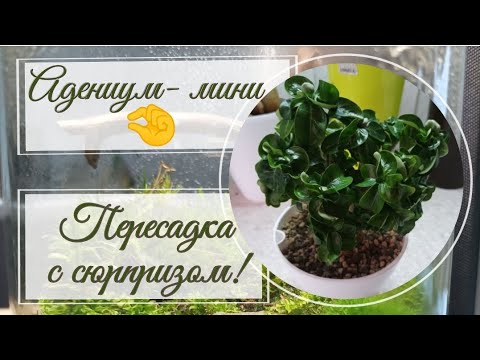 Видео: Пересадка мини- адениума. Неожиданная находка 😳😉 Формирование корней.