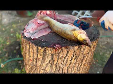Видео: Балык из жереха и судака
