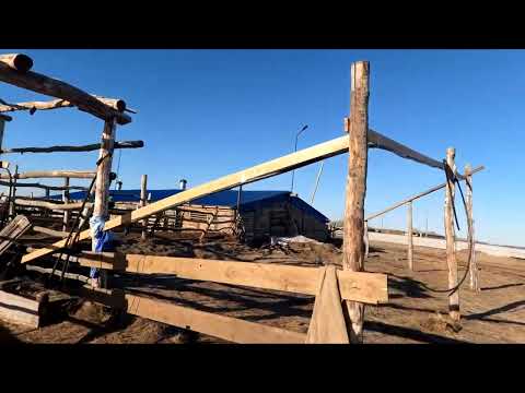 Видео: Выпустил Барина до скота.