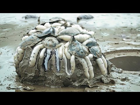 Видео: Вот Почему Моллюска Надо Успеть Съесть до 200 Лет