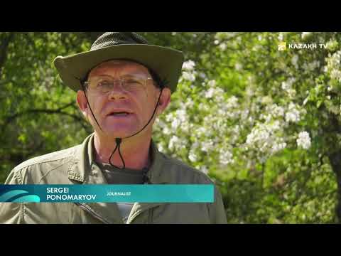 Видео: Яблоня Сиверса. Казахстан
