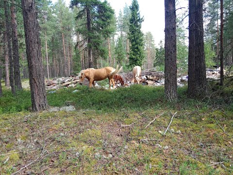 Видео: Сплав по Суле. Дорога домой. Часть 1. От Ценогоры до Койнаса. Итоги автономки и расслабона серия.