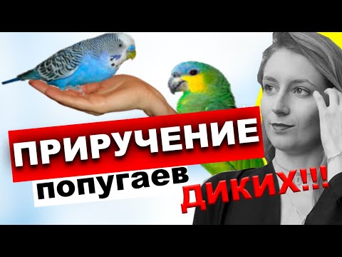 Видео: Как приручить дикого попугая?  Попугай не приручается, что делать, если попугай боится рук?