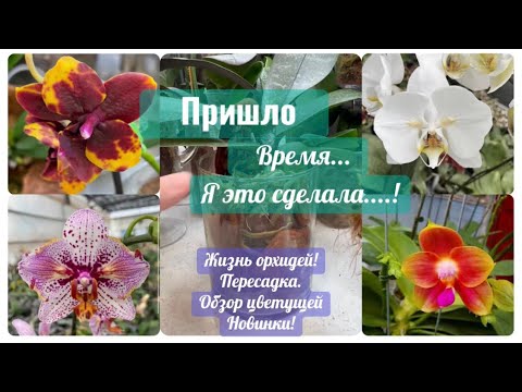 Видео: Я это СДЕЛАЛА! Обзор NEW цветущей орхидеи с УЦЕНКИ. 👀 #phalaenopsis #орхидеибабочки #fyp 