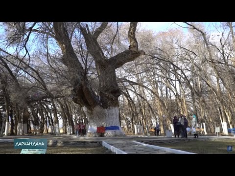 Видео: Әулиеағаш ауылындағы «Киелі ағаш» | Дархан дала