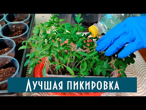 Видео: Как правильно пикировать томаты! В какой объем пикировать один или два помидора. Разные сорта!