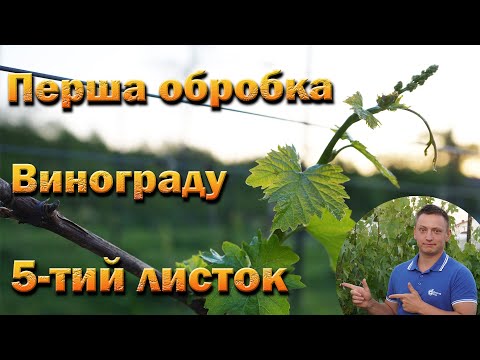 Видео: Перша обробка винограду по п'ятому листку. Один препарат від всіх хвороб!