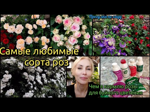 Видео: Самые  любимые сорта роз. Лучшие подкормки для роз. Мой сад. Цветения роз. Прогулка по саду.