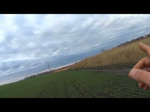 Видео: охота на шакала в камыше с гончими