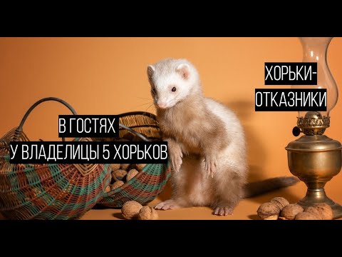 Видео: В гостях у ВЛАДЕЛИЦЫ 5 хорьков: хорьки-отказники