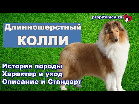 Видео: Колли длинношерстный - описание породы шотландская овчарка