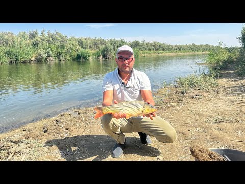 Видео: Сазаны подумали, что мы не вернёмся… А мы вернулись!