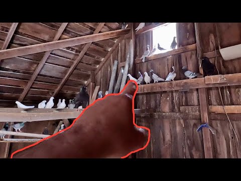 Видео: Обновление по голубям!!! Аукцион животных амишей, февраль 2024, часть 1