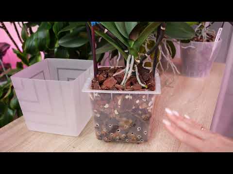 Видео: Сгнили корни орхидеи. Сбой баланса. Восстановление корней. НЕ ЧИСТКА.