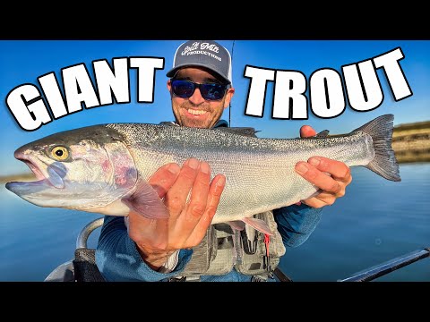Видео: Гигантская форель на воблеры