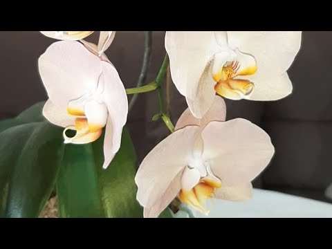 Видео: Полив орхидей перед отъездом/Чем поливаю и как...