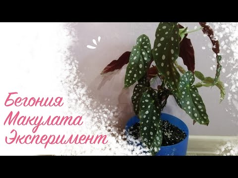 Видео: Бегония Макулата, эксперимент. ☘️🍀