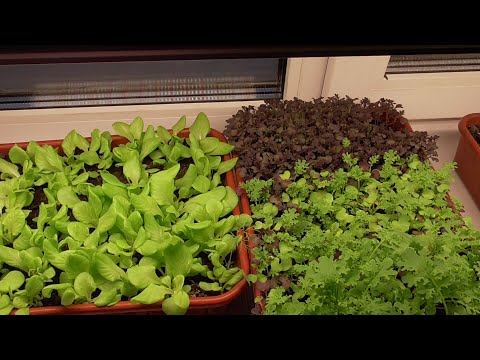 Видео: ОГОРОД НА ОКНЕ - ЧТО МОЖНО ВЫРАСТИТЬ? Ольга Чернова.