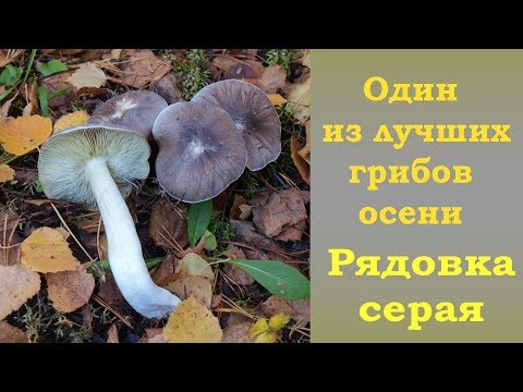 Видео: Один из лучших грибов осени - Рядовка штриховатая.