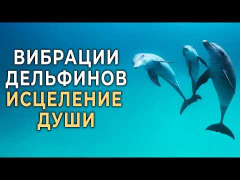 Видео: Вибрации Дельфинов + Музыка для Глубокого Расслабления, Исцеления, Умиротворения и Восстановления 🐬🐬