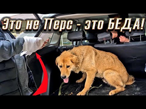 Видео: Валеру положили в больницу😔 Персик меня повалил и чуть не покусал😱