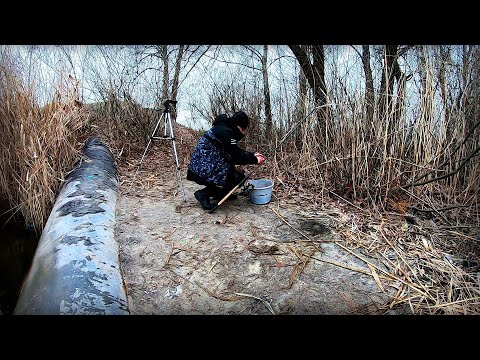 Видео: Біля труби зимує вся Дніпрова риба !!! Рибалка на пружини !!!