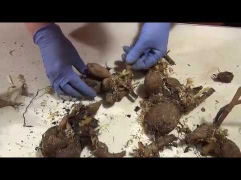 Видео: 🥔 Делим клубни георгин перед высадкой. Divide the dahlia tubers before planting.