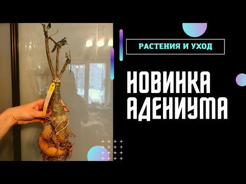 Видео: АДЕНИУМ Криспум СУПЕРПОСЫЛКА от Татьяны #адениум #adenium