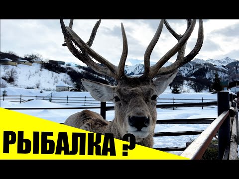 Видео: Рыбалка на форель в Талгаре, горный и красивый водоем TROUT AREA PARK, рыбалка близ Алматы