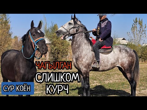 Видео: КУРЧ ДЕП УШУНУ АЙТАТ🔥 ТҮЗ СУР КОЁН👆 ЧАГЫЛГАН ӨРТ ЭКЕН 