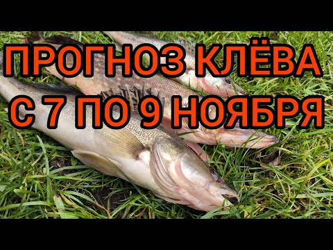 Видео: ЛУЧШИЕ ДНИ ДЛЯ РЫБАЛКИ.ПРОГНОЗ КЛЁВА ПО ДНЯМ С 7 ПО 9 НОЯБРЯ.