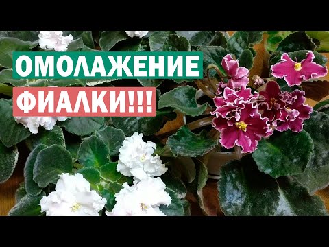 Видео: Пересаживаем старую фиалку! Омоложение фиалки!