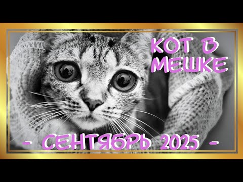 Видео: Челлендж Кот в мешке Сентябрь 2025/Раскраски антистресс