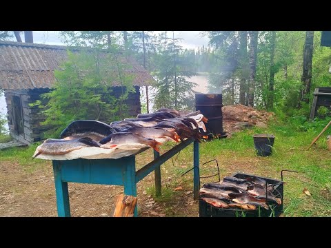 Видео: Живём Неделю в Лесу. Рыбалка на Сети, самоловки, спиннинг. Коптим пойманную рыбу.