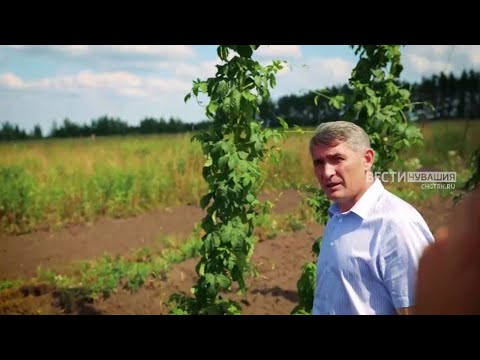 Видео: Олег Николаев:"Спрос на чувашский хмель зашкаливает"