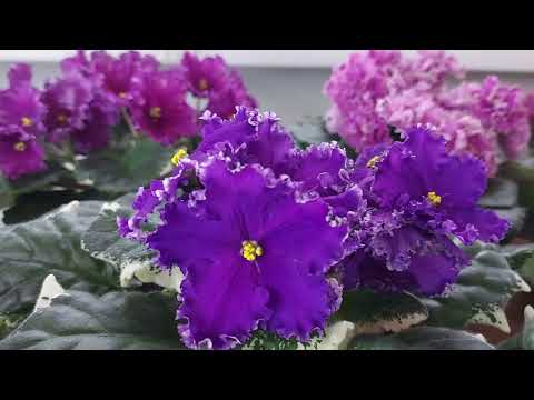 Видео: Фиалки цветут в январе