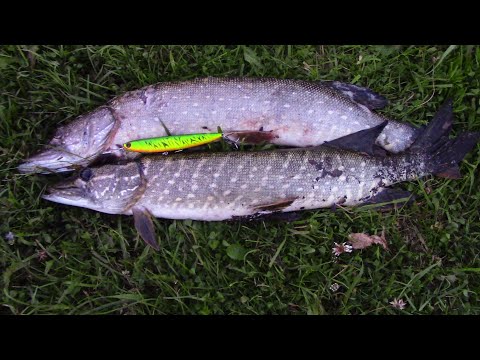 Видео: Ловля щуки в июне на спиннинг/Волкер от Bearking сделал рыбалку