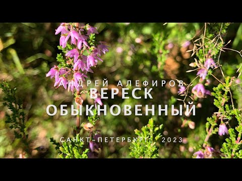 Видео: Вереск обыкновенный. Алефиров А.Н.