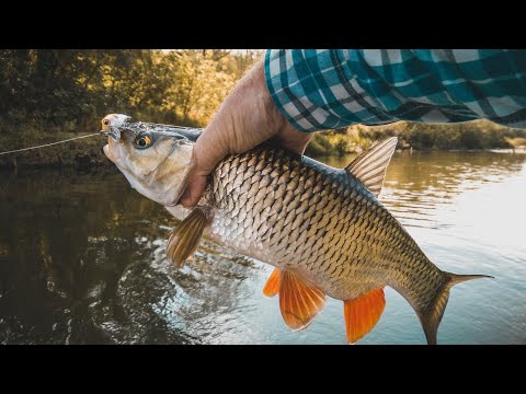 Видео: Рыбалка сплавом по реке Ворона. Голавль_Щука